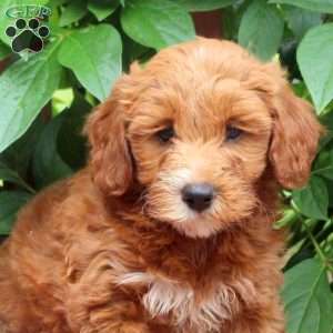 Jade, Mini Goldendoodle Puppy