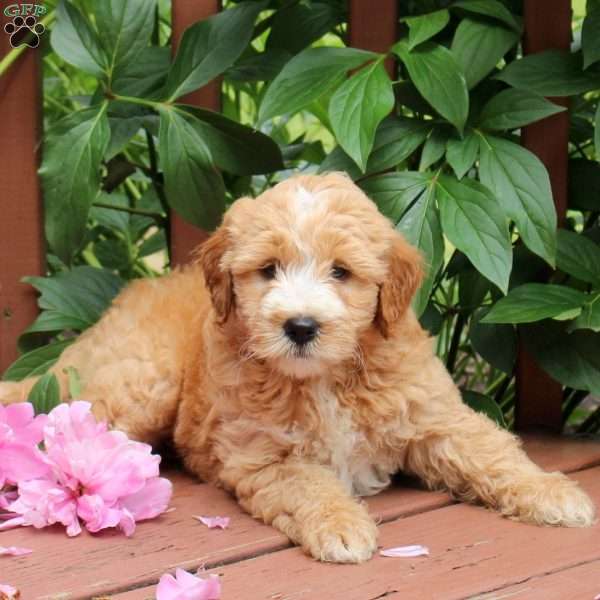 Jake, Mini Goldendoodle Puppy