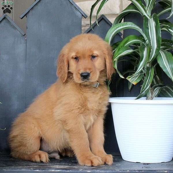 Jake, Golden Retriever Puppy