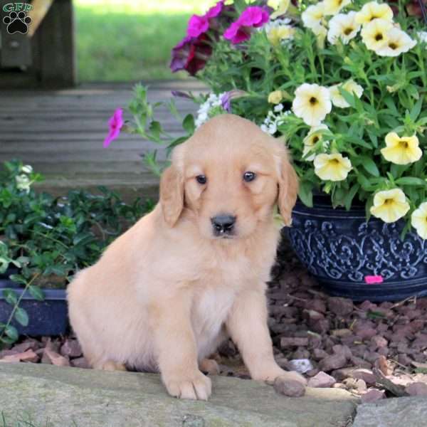 Jake, Golden Retriever Puppy