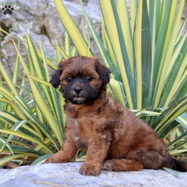 Jake, Shih-Poo Puppy