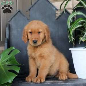 Jake, Golden Retriever Puppy