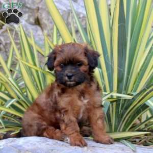 Jake, Shih-Poo Puppy