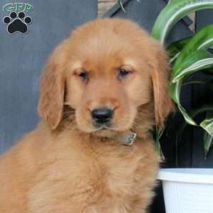 Jake, Golden Retriever Puppy