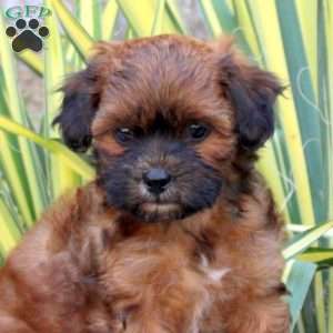 Jake, Shih-Poo Puppy