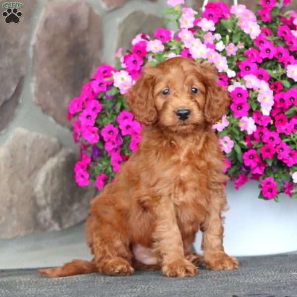 Jake, Mini Goldendoodle Puppy