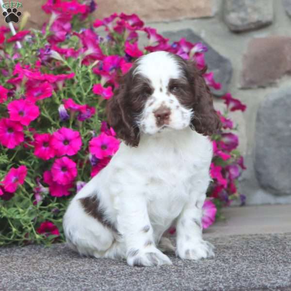 Jamie, Cocker Spaniel Puppy