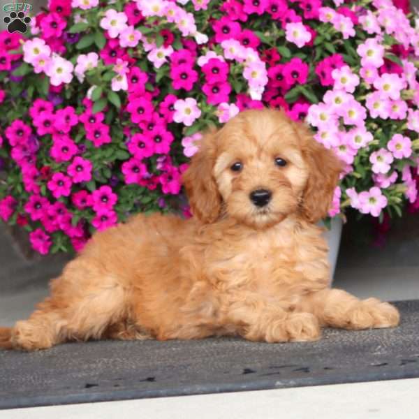 Jamie, Mini Goldendoodle Puppy