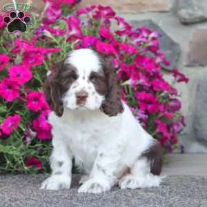Jamie, Cocker Spaniel Puppy