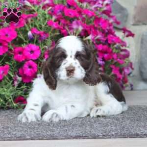 Jamie, Cocker Spaniel Puppy
