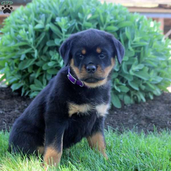 Jane, Rottweiler Puppy