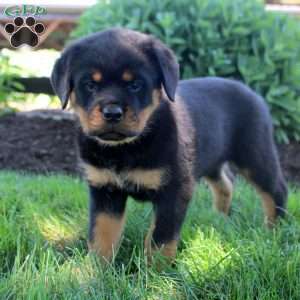 Jane, Rottweiler Puppy