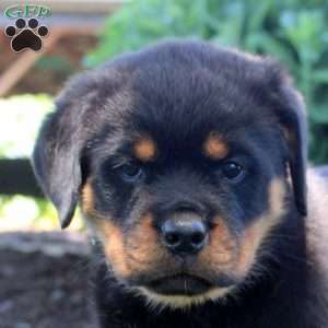 Jane, Rottweiler Puppy