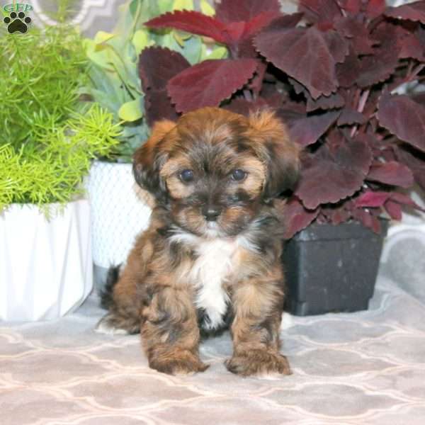 Janelle, Shorkie Puppy