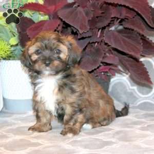 Janelle, Shorkie Puppy