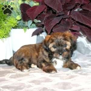 Janelle, Shorkie Puppy
