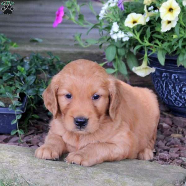 Janga, Golden Retriever Puppy