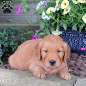 Janga, Golden Retriever Puppy