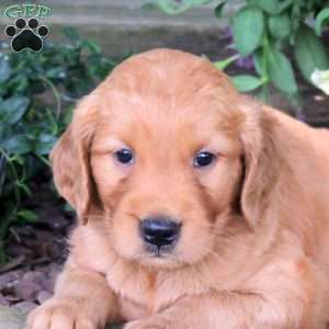 Janga, Golden Retriever Puppy