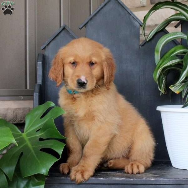 Jared, Golden Retriever Puppy