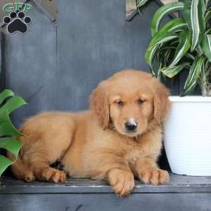 Jared, Golden Retriever Puppy