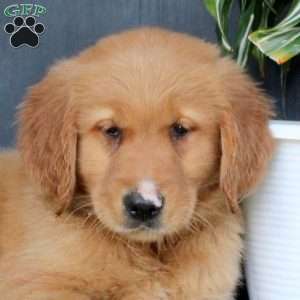 Jared, Golden Retriever Puppy