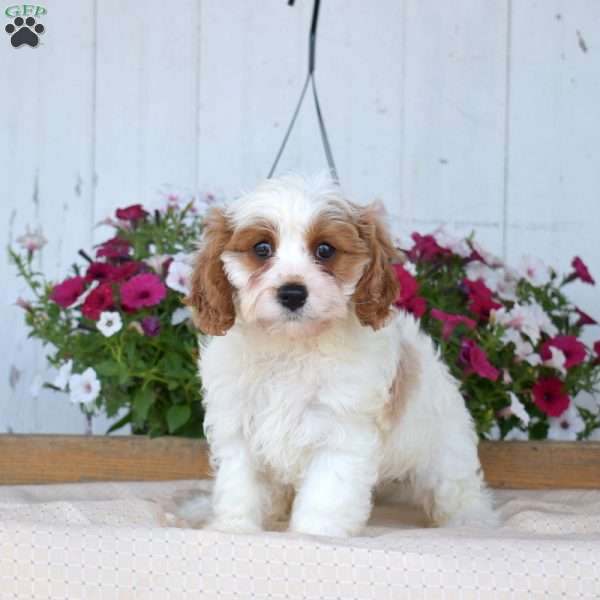 Jasmine, Cavapoo Puppy