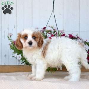 Jasmine, Cavapoo Puppy