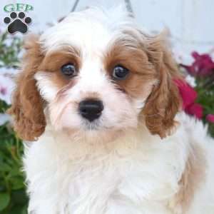 Jasmine, Cavapoo Puppy