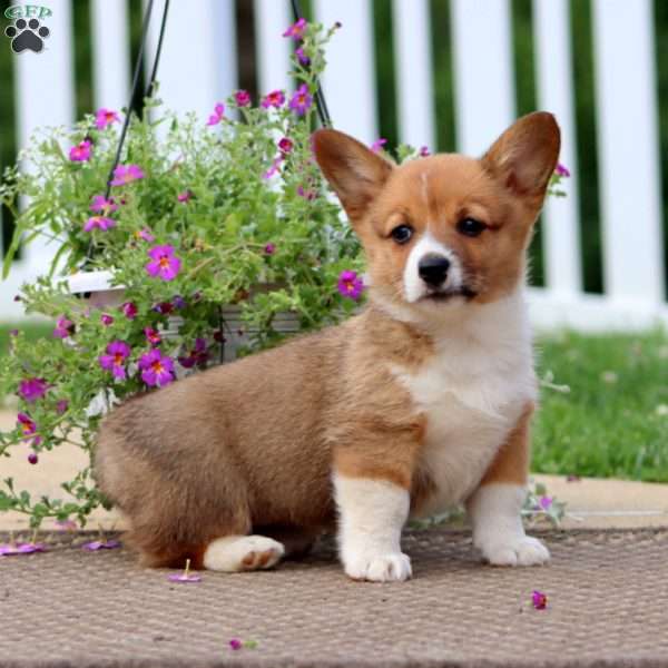 Jasmine, Pembroke Welsh Corgi Puppy