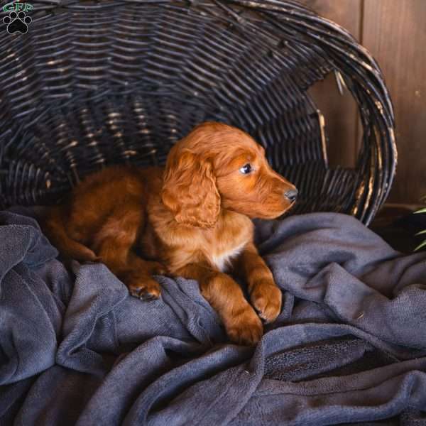 Jasmine, Irish Doodle Puppy