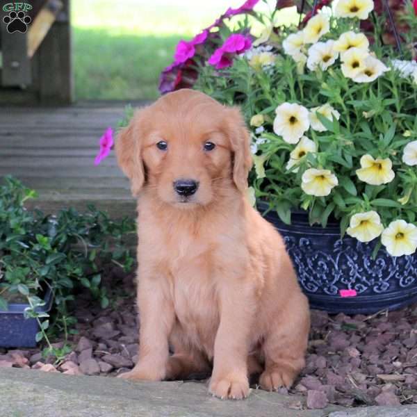 Jasper, Golden Retriever Puppy