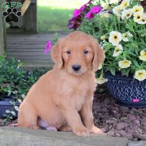 Jasper, Golden Retriever Puppy
