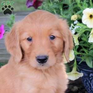 Jasper, Golden Retriever Puppy
