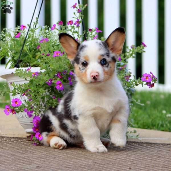 Jasper, Pembroke Welsh Corgi Puppy