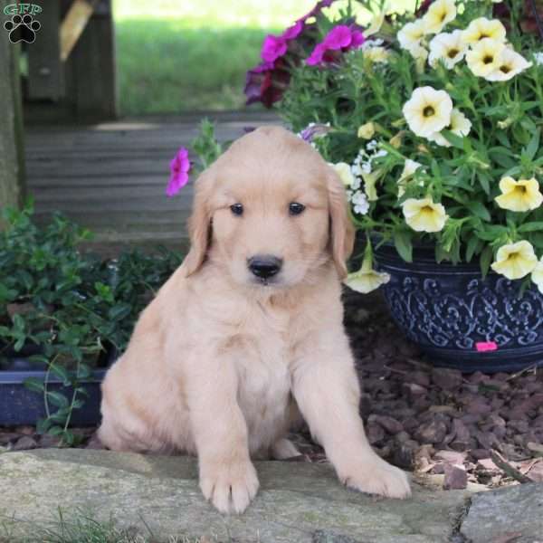 Jax, Golden Retriever Puppy