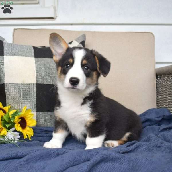 Jax, Pembroke Welsh Corgi Puppy