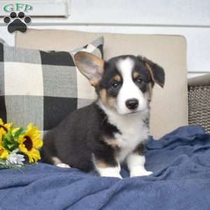 Jax, Pembroke Welsh Corgi Puppy