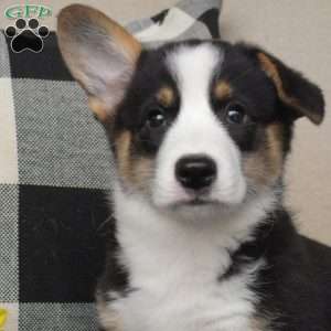 Jax, Pembroke Welsh Corgi Puppy