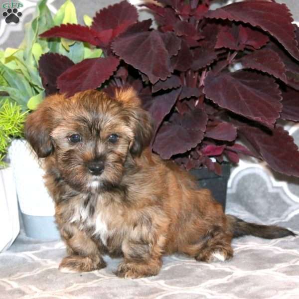 Jay, Shorkie Puppy
