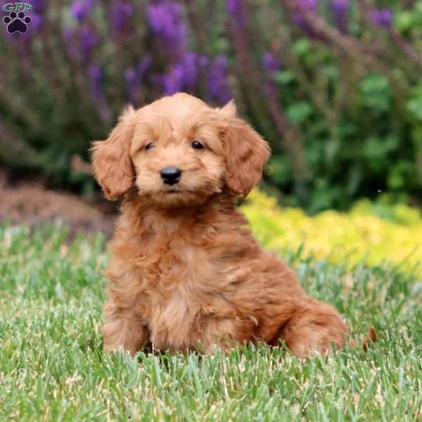 Jayda, Mini Goldendoodle Puppy