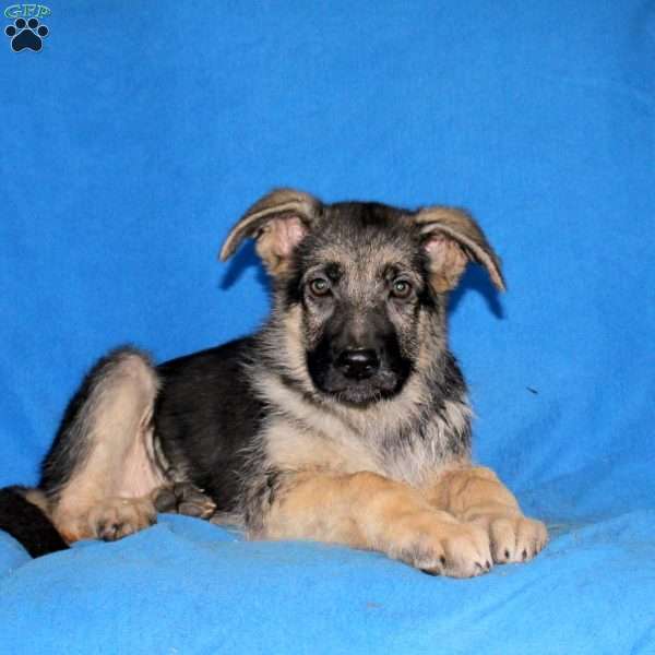 Jayden, German Shepherd Puppy