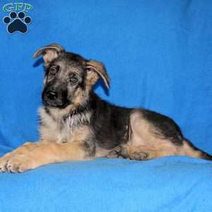 Jayden, German Shepherd Puppy