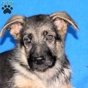 Jayden, German Shepherd Puppy