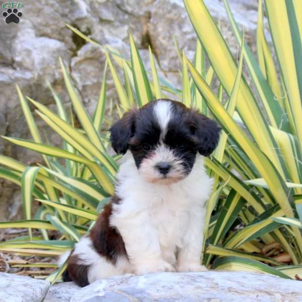 Jazz, Shih-Poo Puppy