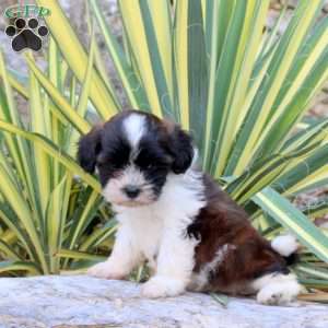 Jazz, Shih-Poo Puppy