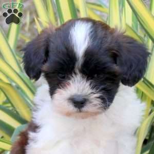 Jazz, Shih-Poo Puppy