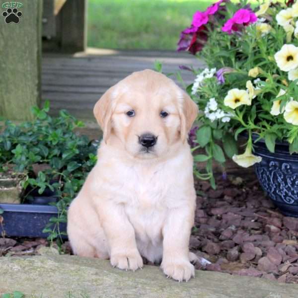 Jazzy, Golden Retriever Puppy