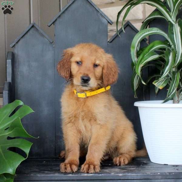 Jazzy, Golden Retriever Puppy