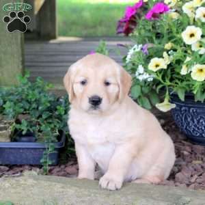 Jazzy, Golden Retriever Puppy